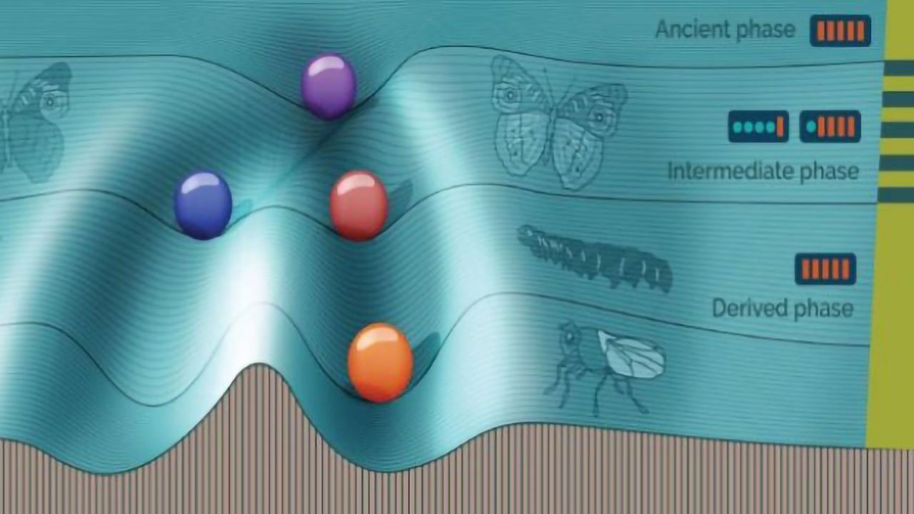 Simulating Evolution To Understand Phenotypic Switching