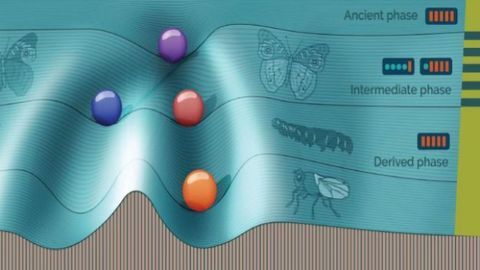 Simulating Evolution To Understand Phenotypic Switching