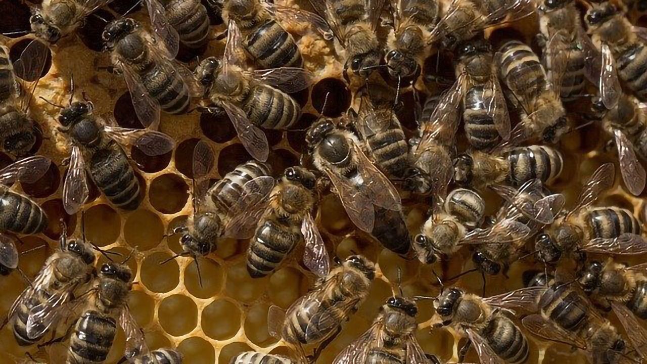 Why Are Queen Bees Failing To Reproduce?
