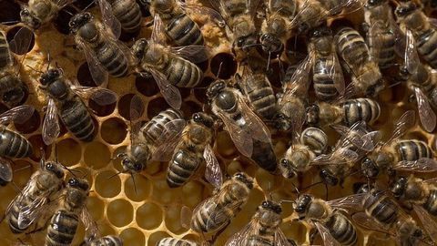 Why Are Queen Bees Failing To Reproduce?