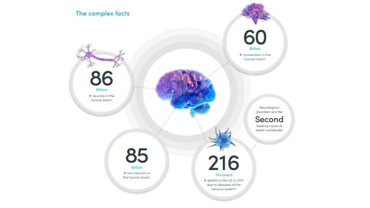 Explore the Complexity of the Nervous System