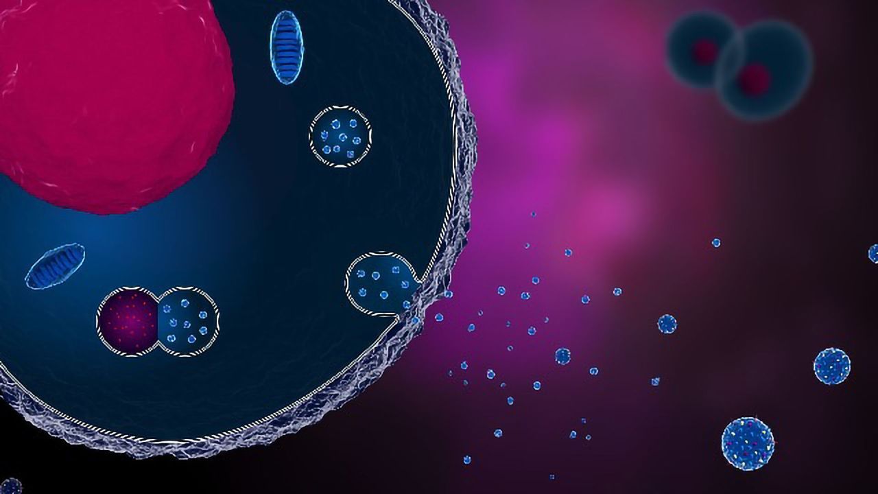 Why Exosomes Are Being Explored as Diagnostic and Therapeutic Tools