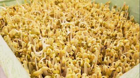 Structure of Plants’ Energy Generators Revealed