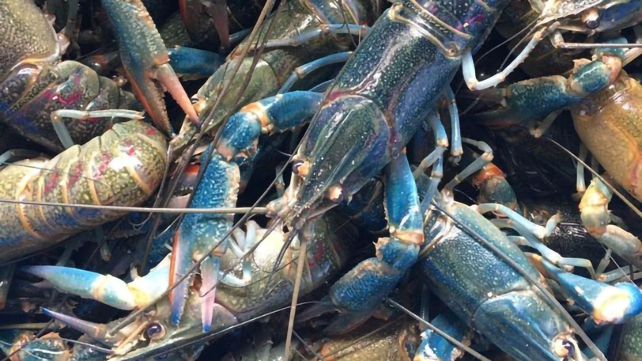 Crawfish: “THE NEXT BIG THING” in the Aquaculture Industry Thanks to Breakthrough Technology