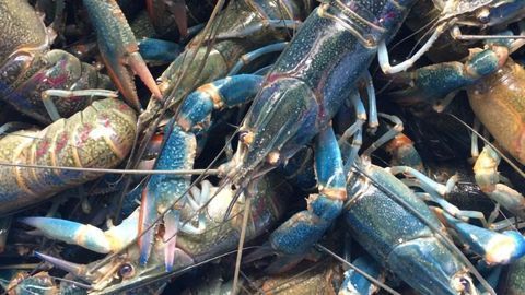 Crawfish: “THE NEXT BIG THING” in the Aquaculture Industry Thanks to Breakthrough Technology