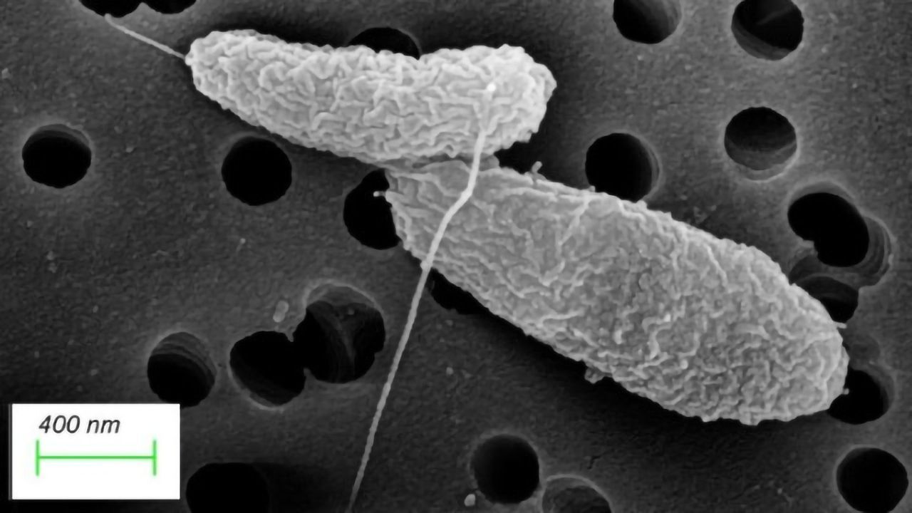 Dormancy Key to "Tummy Bug" Bacteria's Success
