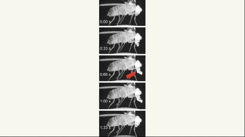 Deep Sleep Takes Out the Brain's Trash