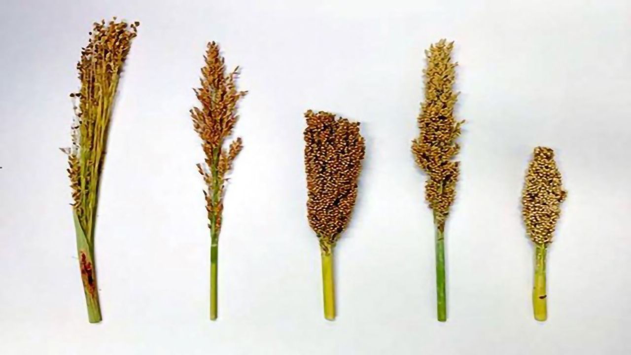 Early Breeding Reduced Harmful Mutations in Sorghum