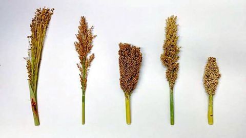 Early Breeding Reduced Harmful Mutations in Sorghum