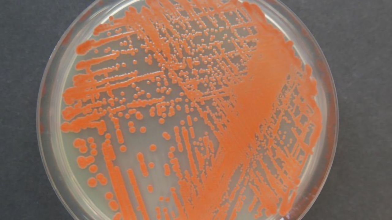 Red Yeast From Deep-Sea Sediment Shows Anticancer and Antibacterial Properties