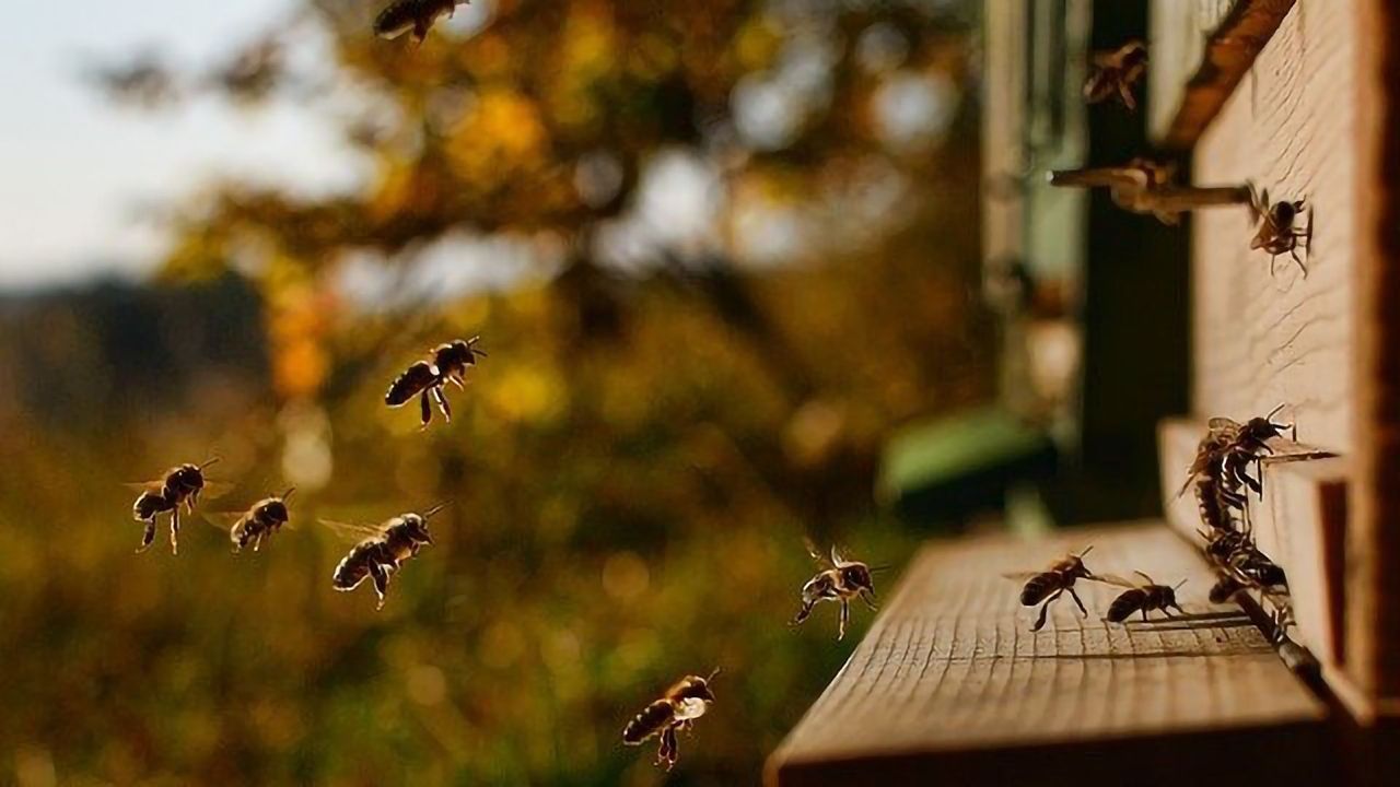 Key to Improving Honey Bee Pathogen Tolerance May Lay With Wild Relatives