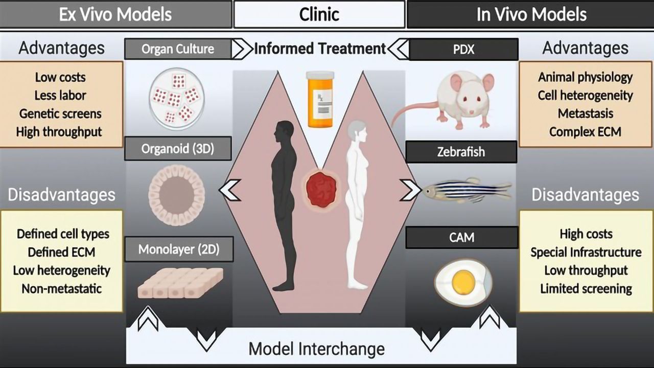 Using Improved Patient-Derived Tumor Models To Personalize Cancer Care