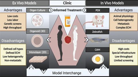 Using Improved Patient-Derived Tumor Models To Personalize Cancer Care