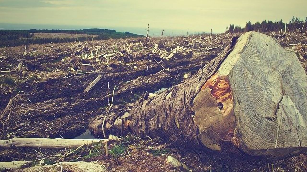 Could the Environmental Cost of Logging and Agriculture Be Eased by Lab-Grown Plant Material?
