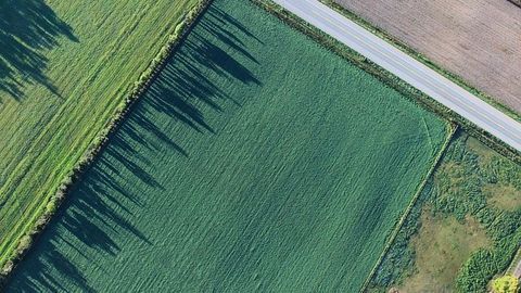 Biofuel Production Could Make Use of Abandoned Cropland