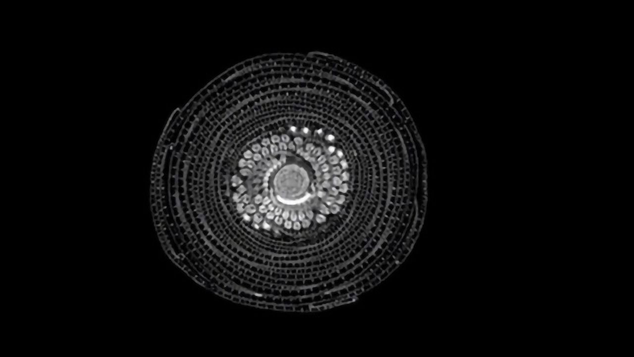 MRI Scans of Fruits and Veggies