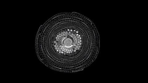 MRI Scans of Fruits and Veggies