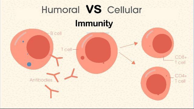 A B cell, antibodies and a T cell, with CD8 and CD4 T cells illustrated. 