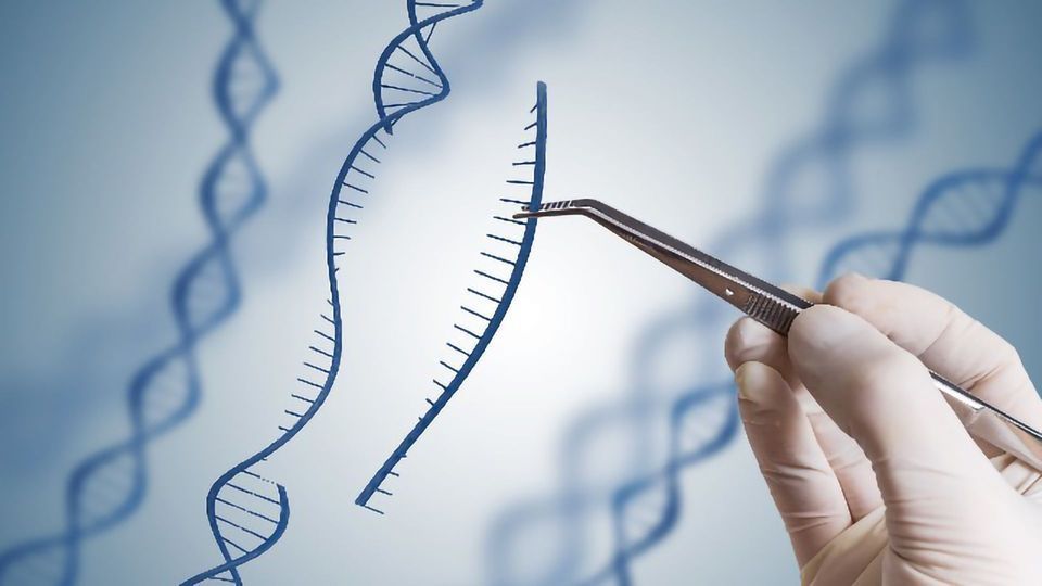 Gene-Editing “Branches Out” With Engineered Variant of CRISPR-Cas9 content piece image