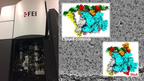 Scientists Get a Close-Up of the Ribosomal RNA Production Line