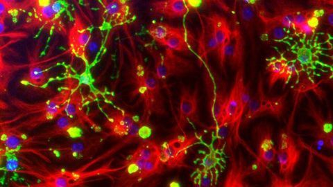 Targeting Astrocytes To Treat Epilepsy
