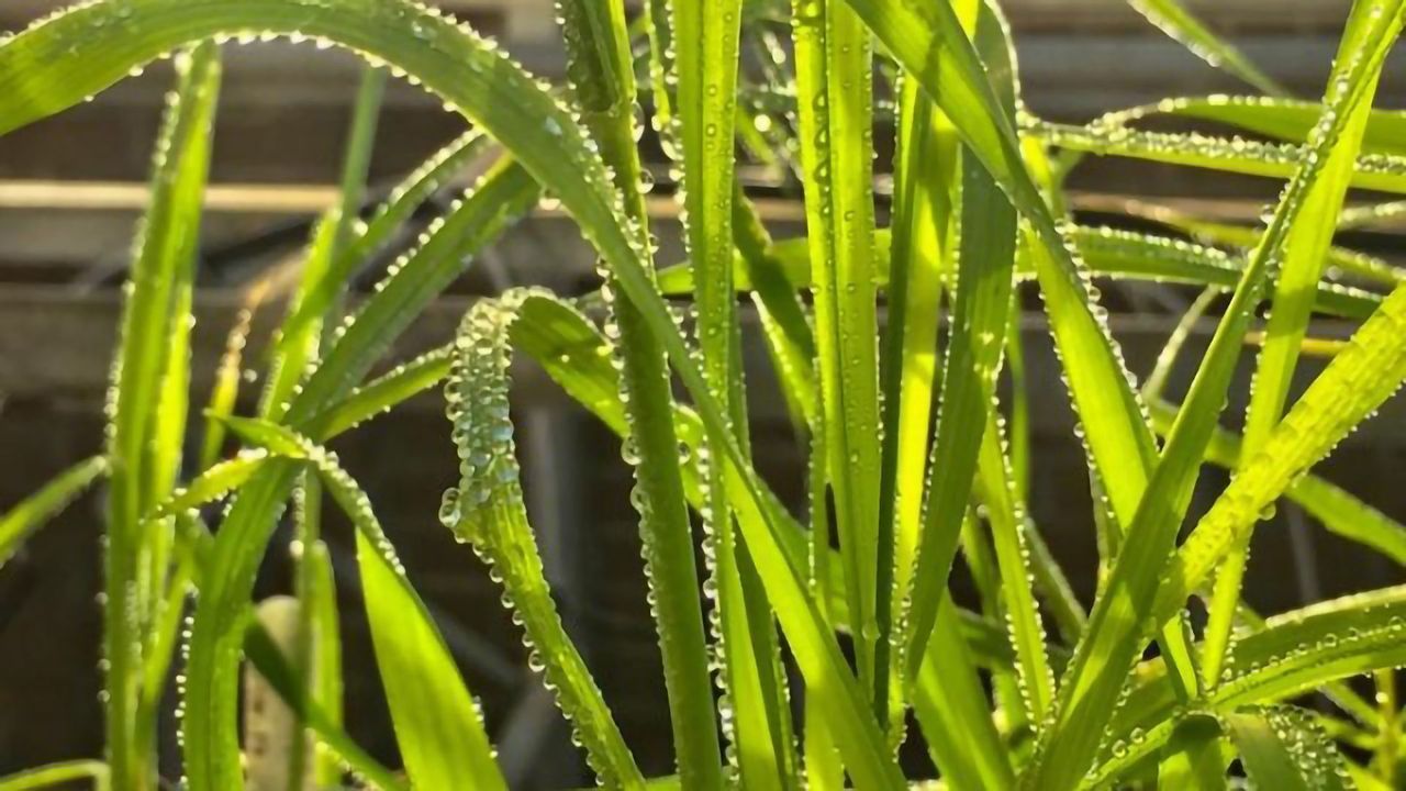 Making Wheat and Peanuts Less Allergenic With Genetic Engineering