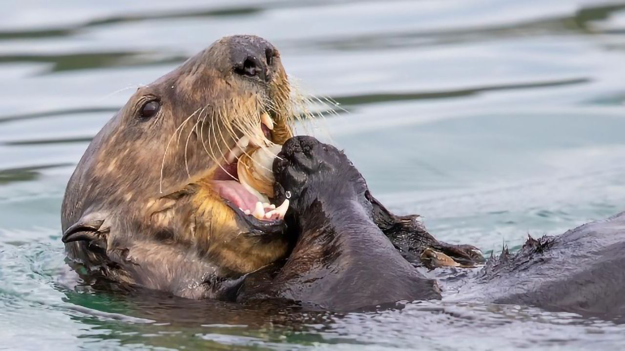 Ocean Toxin Threatens Sea Otters