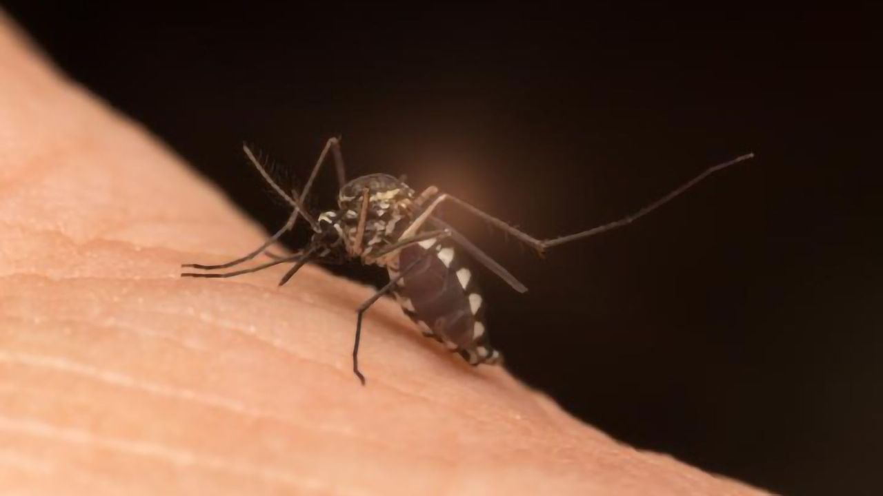 How Cerebral Malaria Tricks the Brain's Defense Systems