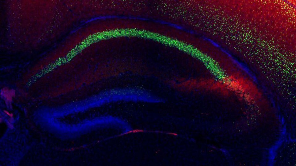 Mouse Mom Memories Form at Three Days Old and Last a Lifetime content piece image