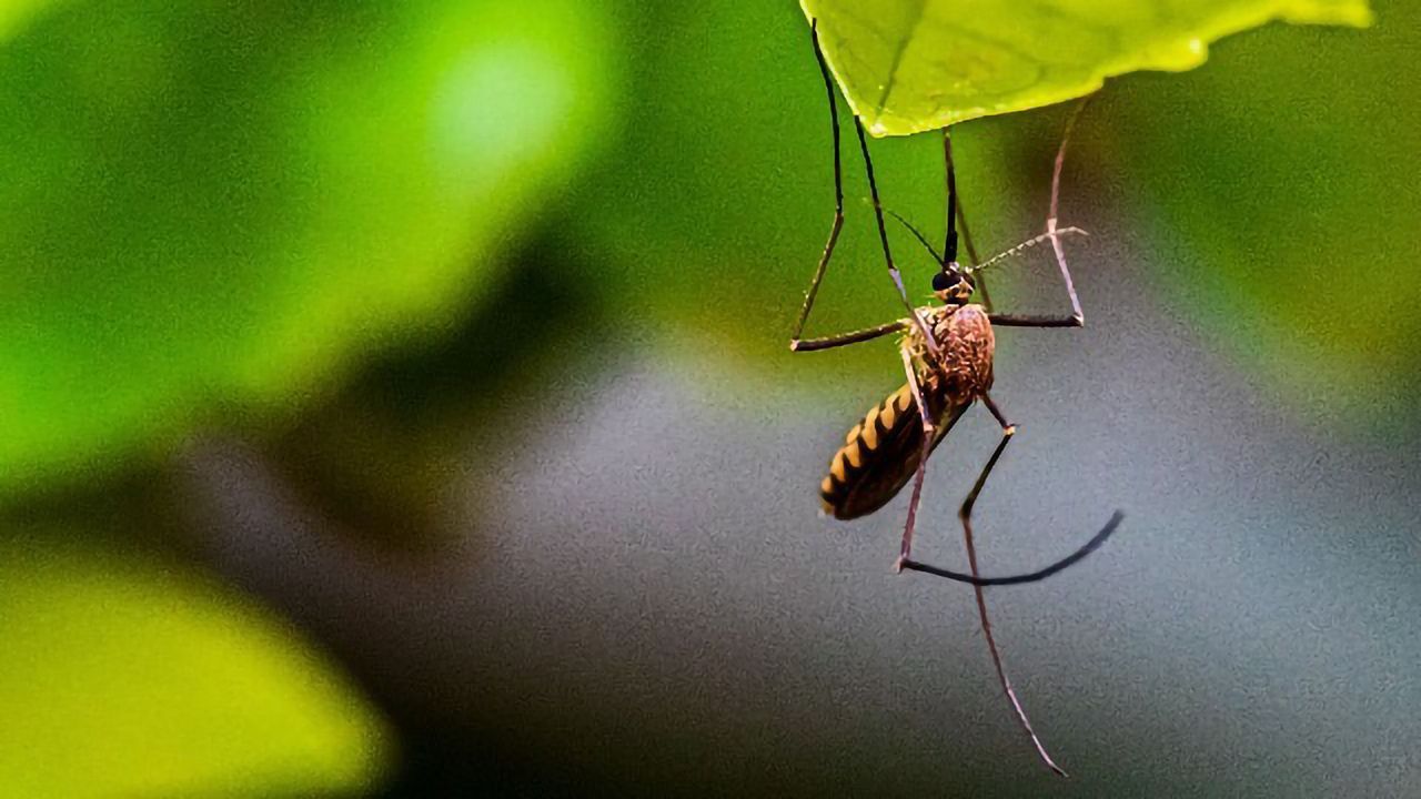 Genetically Modifying Mosquitoes To Control the Zika Virus