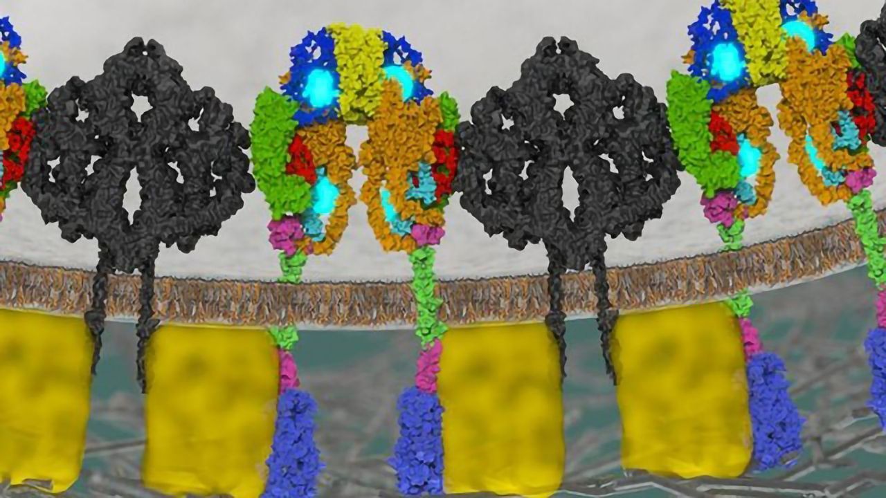 A Novel Therapeutic Target for Diabetes?