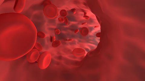 Study Provides New Insights Into How Blood-Making Cells Form