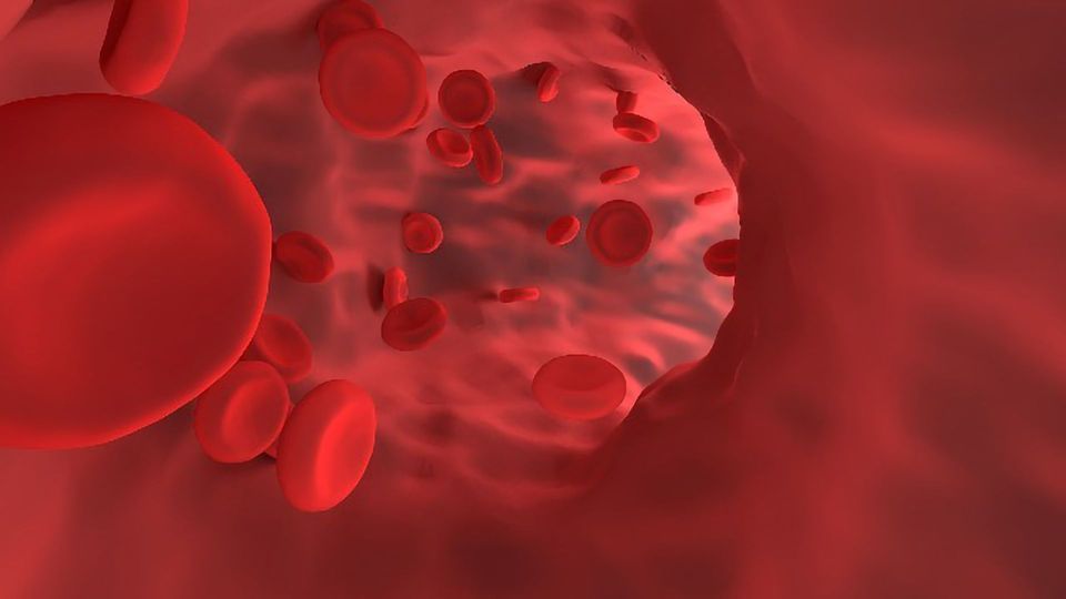 Study Provides New Insights Into How Blood-Making Cells Form   content piece image