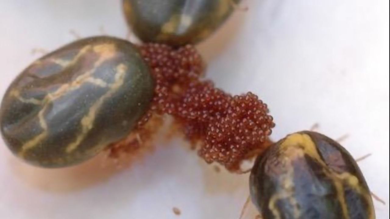 How Does Tick Spit Suppress Cattle Immunity?