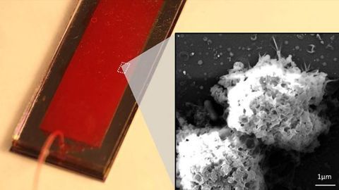 Team Harvests Cancer-Killing Exosomes From Natural Killer Cells