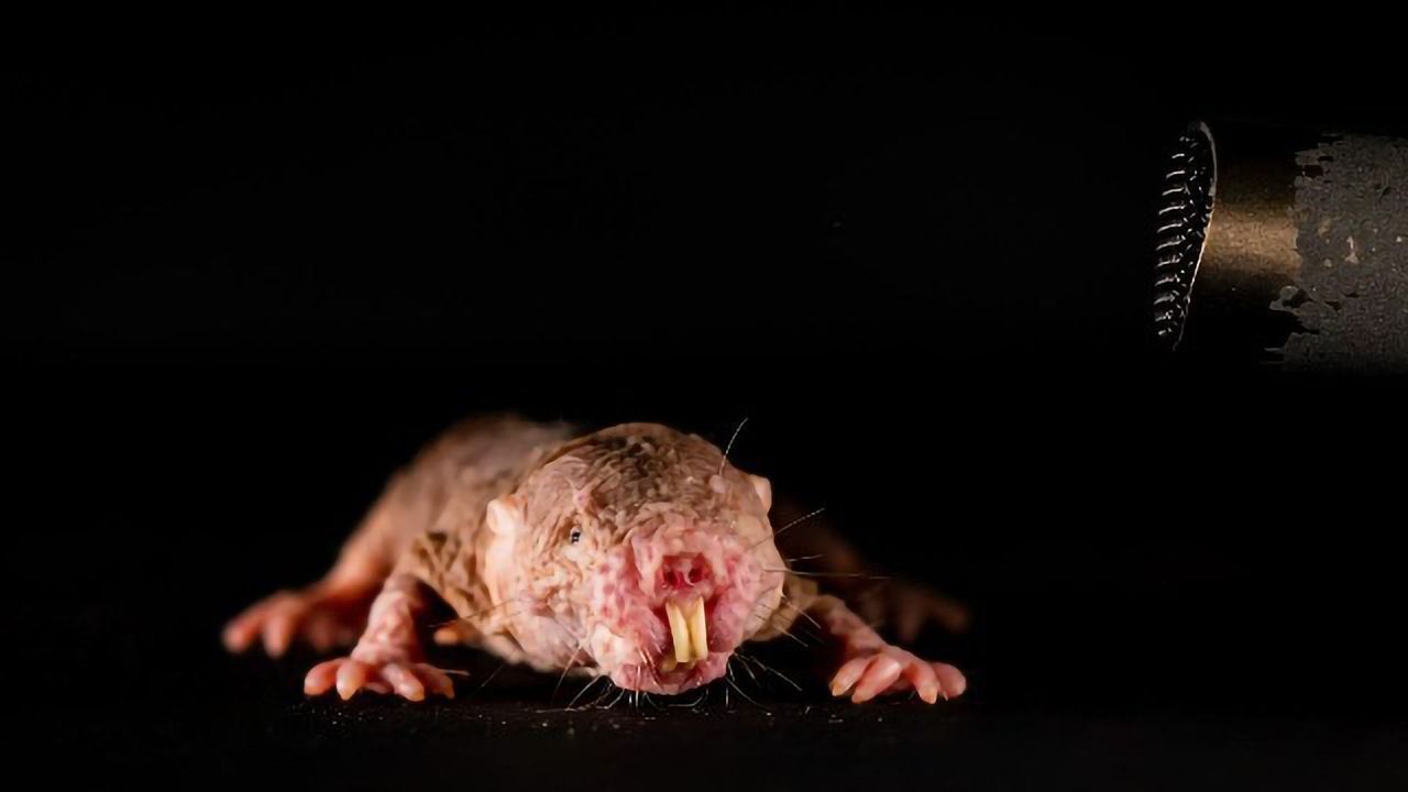 Translating the Dialects of Naked Mole Rats