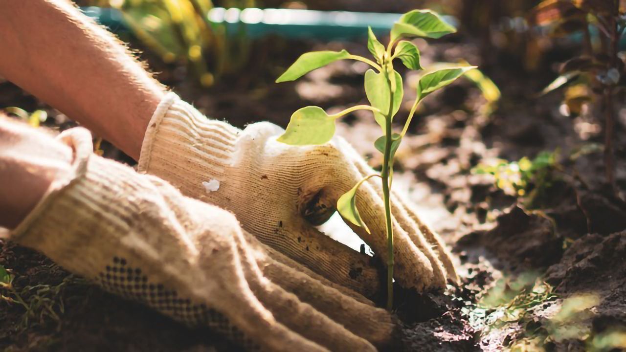 Developments in Agrigenomics