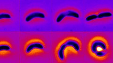 Bacteria Can Become More Tolerant of Antibiotics by Shapeshifting