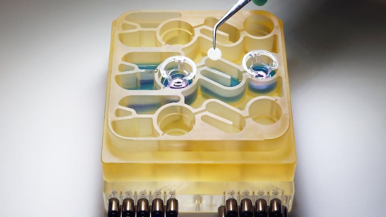 "Gut-on-a-Chip" Helps Model the Gut-Brain Axis