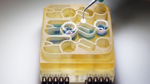"Gut-on-a-Chip" Helps Model the Gut-Brain Axis