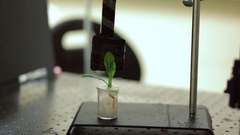 Spinach Plants Engineered To Relay Information Wirelessly