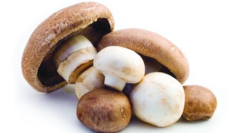 A Mushroom a Day Keeps the Doctor Away?