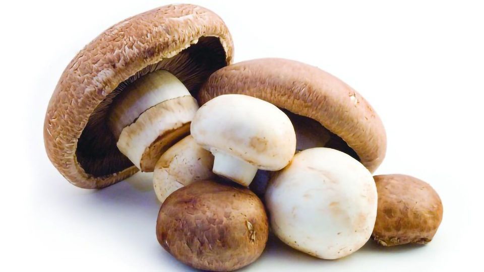 A Mushroom a Day Keeps the Doctor Away? content piece image