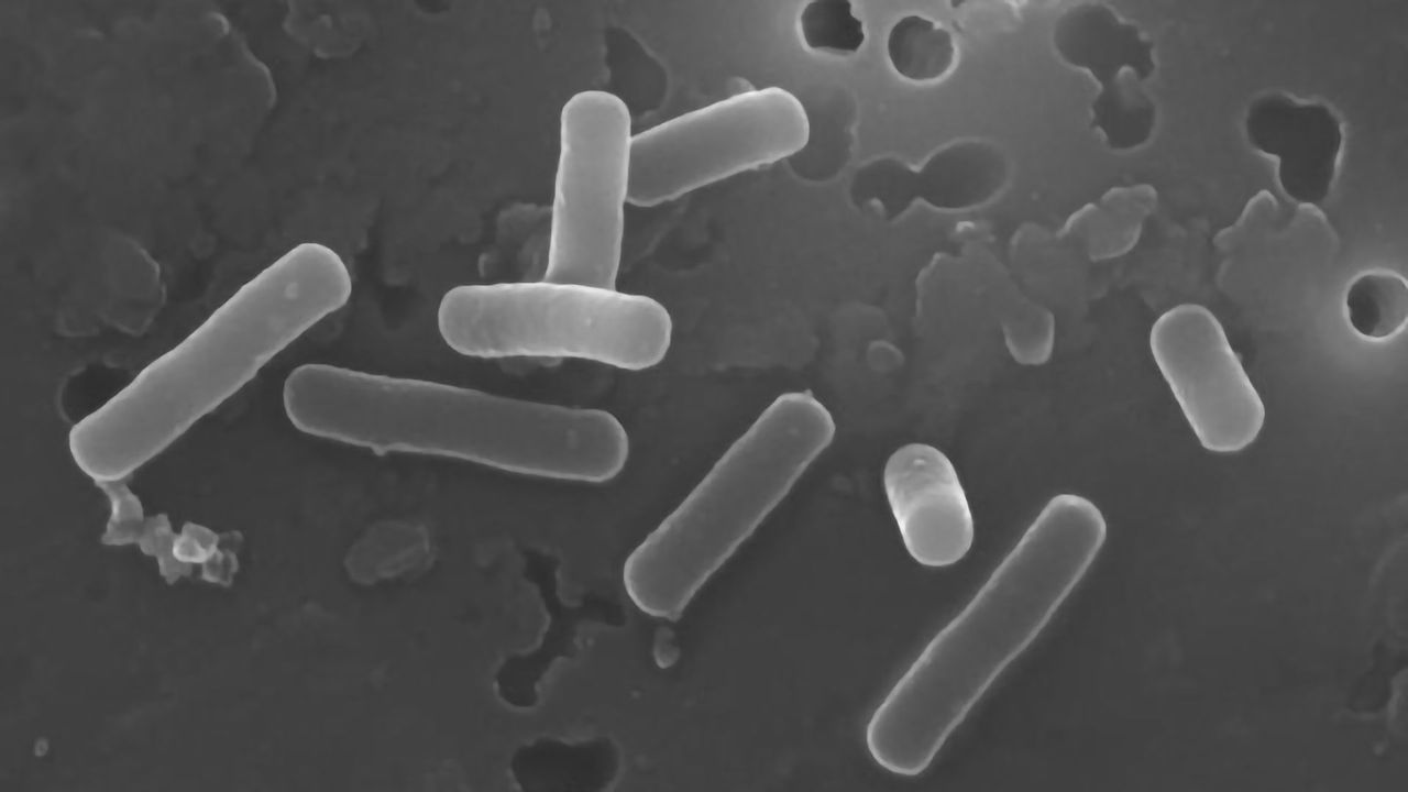 Lactobacilli Create a Favorable Gut Environment by Manipulating Bile Acids