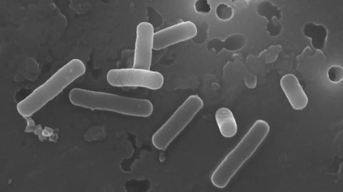 Lactobacilli Create a Favorable Gut Environment by Manipulating Bile Acids