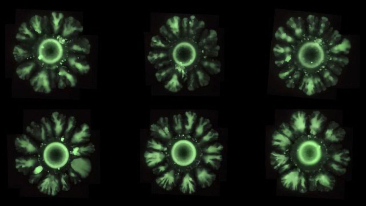 Synthetic Biology Used To Develop a New Type of Genetic Design