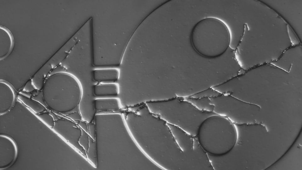 Secret Life of Fungi - The Soldier, the Snake and the Marathon Runner content piece image