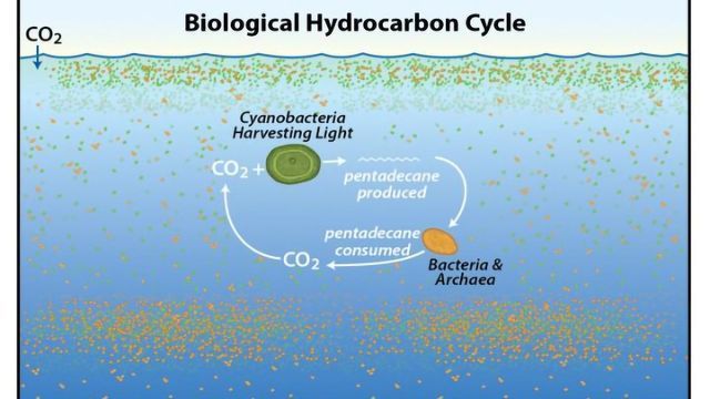 巨大的碳氢化合物循环中发现世界上的海洋图像内容块