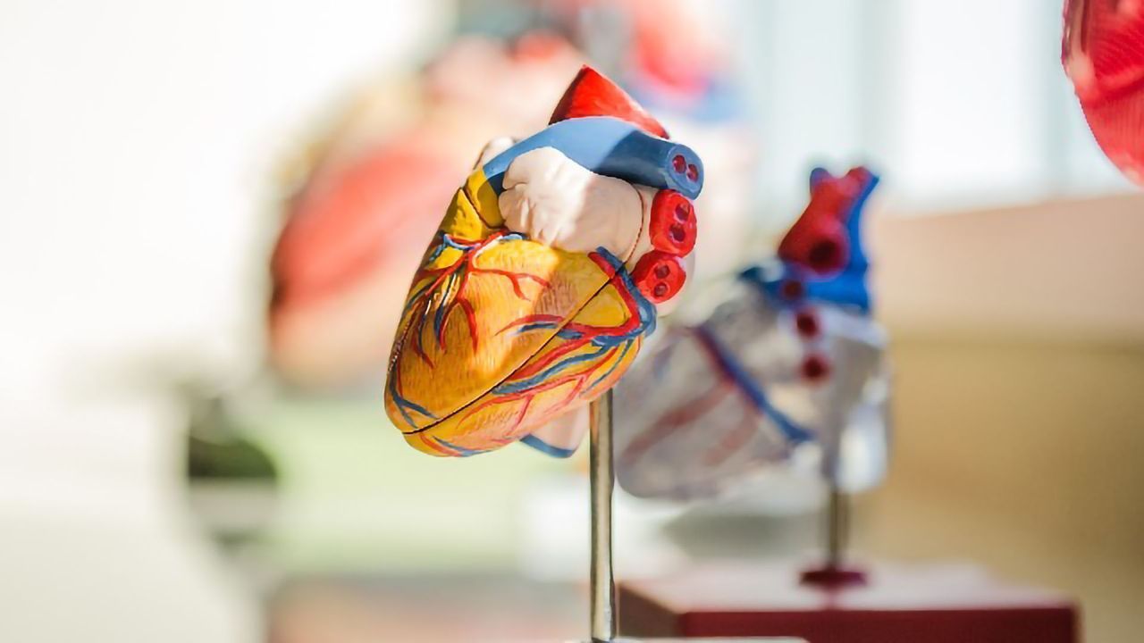Iron Release in Response to Stress May Contribute to Heart Failure