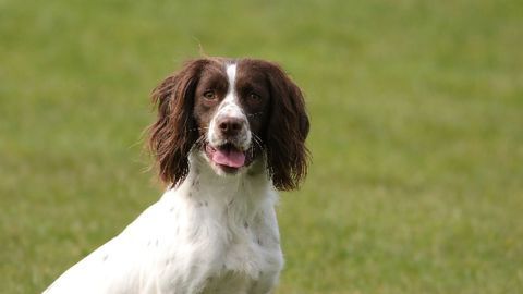 New Method Developed To Generate Canine Stem Cells